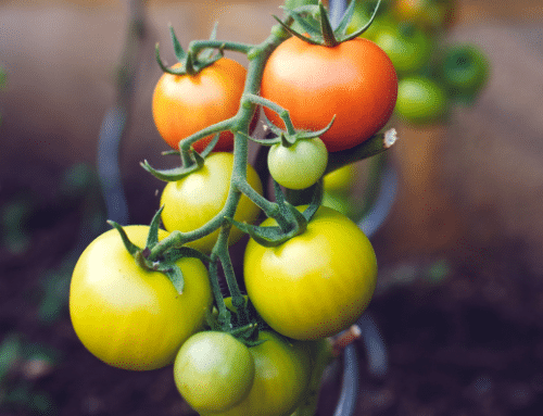 Anti-dumping Duties are Not the Answer to Florida Tomato Growers’ Woes